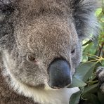  Powell Koala, Cleland Wildlife Park, SA.14